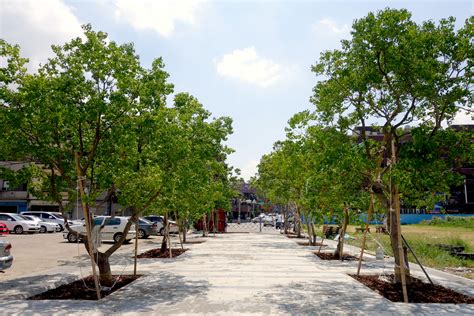 樹穴設計|植穴整備 – 樹花園 Treegarden